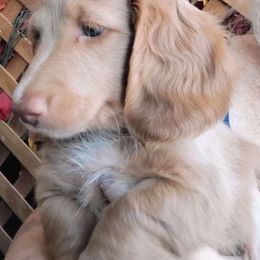 Anthony - Dachshund puppy from Heaven Sent Doxies