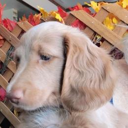 Anthony - Dachshund puppy from Heaven Sent Doxies