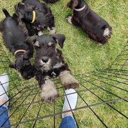 Miniature Schnauzer Puppies from Barenaba Schnauzers