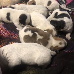 Australian Cattle Dog puppies from Stars and Stripes Heelers and Hounds