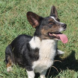 Maci - Cardigan Welsh Corgi