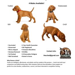 Vizsla puppies from River Falls Kennel