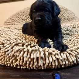 Blue Boy - Black male Labrador Retriever puppy in North Pole, Alaska from Mulberry Retrievers