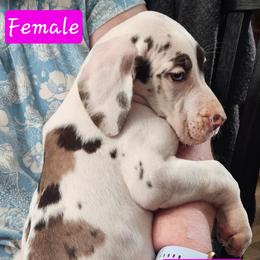 Chocolate Harlequin Female - Harlequin female Great Dane puppy in Biscoe, North Carolina from Clouser's Bodacious Danes