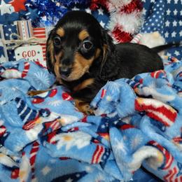 Banks - Black and tan male Dachshund puppy in Hudson, Michigan from Mittentail Kennel Miniature Dachshunds & Australian Shepherds