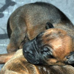 Boy 2 - Rd whtn blk nose Rhodesian Ridgeback puppy in Bronson, Florida from Chioke Rhodesians