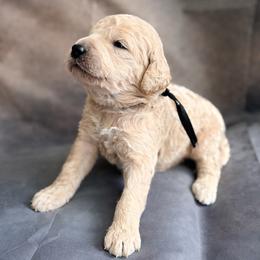 Vaughn - Cream male Goldendoodle puppy in Houston, Texas from Were The Mack'Doodles