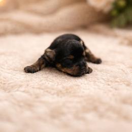 Drago Jr - Black and gold male Yorkshire Terrier puppy in Los Angeles, California from WESTWAY Yorkies