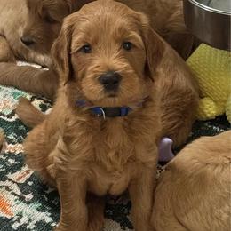 Happy (Blue) - Red  male Goldendoodle puppy in Bay City, Texas from Charming Doods Goldendoodles