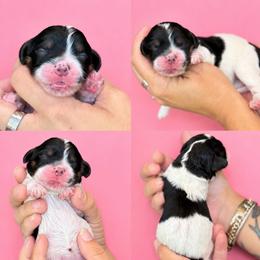 Valarie - Black and white female Cockapoo puppy in Yuciapa, California from AlltheDoodlez_