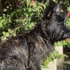 Scottish Terriers from Mary’s Scotty’s of Yorba