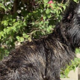 Scottish Terriers from Mary’s Scotty’s of Yorba