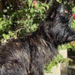 Scottish Terriers from Mary’s Scotty’s of Yorba