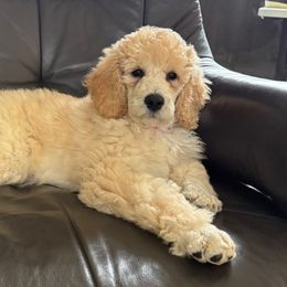 Pink Girl - Goldendoodle puppy from Poodles of New Orleans