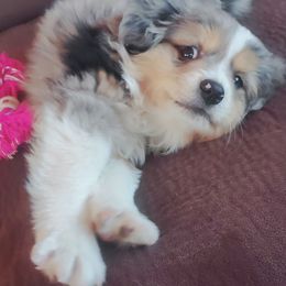Miniature Australian Shepherd and Toy Australian Shepherd Puppies from Kinsley's Cuties & SouthPaw Creations