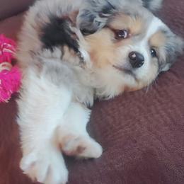 Miniature Australian Shepherd and Toy Australian Shepherd Puppies from Kinsley's Cuties & SouthPaw Creations