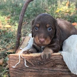 Susie Q - Chocolate and tan female Dachshund puppy in Nashville, Arkansas from Whisenhunt Farms
