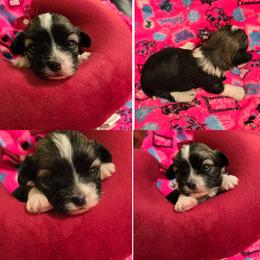 Zumi - Black and tan brindle female Havanese puppy in East Orlando, Florida from Havanese Puppies of Central FL