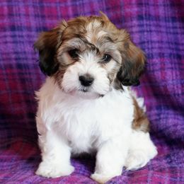 Coton de Tulear Puppies from Buttercup Cotons of Texas