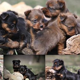 Australian Terriers and Rat Terriers from Seegmiller Standard Rat Terriers