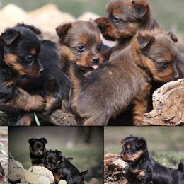 Australian Terriers and Rat Terriers from Seegmiller Standard Rat Terriers