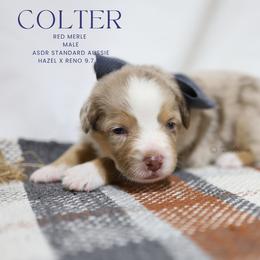 Colter- Red Merle Male - Red merle male Australian Shepherd puppy in Nacogdoches, Texas from TK Standard, Mini, & Toy Aussies