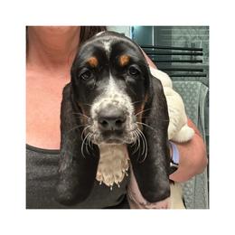 Girl 2 - Black white and tan female Basset Hound puppy in Knoxville, Tennessee from Jen's Bassets