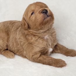 Goldendoodle Puppies from Lake Village Doodles