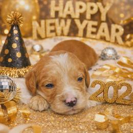 Archimedes - Red  male Goldendoodle puppy in Boise, Idaho from Goldendoodle Baby