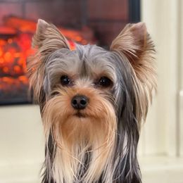 Yorkshire Terriers from Cuddle Wind Yorkies