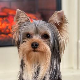 Yorkshire Terriers from Cuddle Wind Yorkies