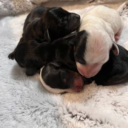 Dachshund Puppies from Whispering Willow Dachshunds