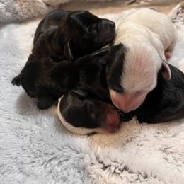 Dachshund Puppies from Whispering Willow Dachshunds