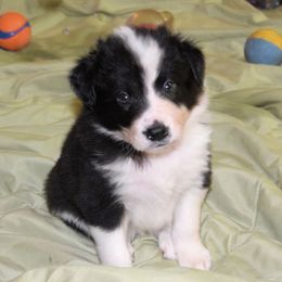 Border Collie Puppies from Frozen Border Collies