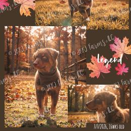 6 Legend - Red tri-color male Australian Shepherd puppy in Huntington, Texas from JKKJ Farms, LLC