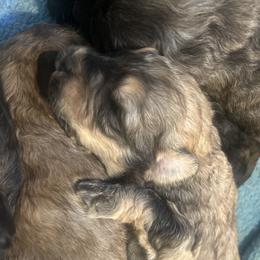Bouvier boy - Brindle male Bouvier des Flandres puppy in Bethlehem, Connecticut from Bouviers Gate House
