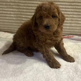Michael - Red  male Goldendoodle puppy in Payson, Utah from Country Sky Doodles