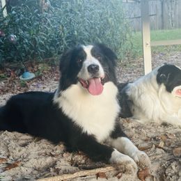 Sirius - Miniature Australian Shepherd