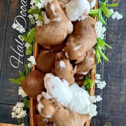 Goldendoodle Puppies from Halo Doodles