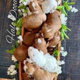 Goldendoodle Puppies from Halo Doodles