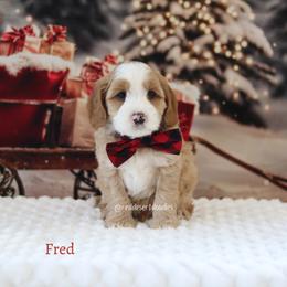 Fred - Apricot male Australian Labradoodle puppy in Hurricane, Utah from Red Desert Doodles