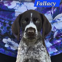 Liver girl 2 - Liver and white female German Wirehaired Pointer puppy in Wellston, Ohio from Blue Line GWPs