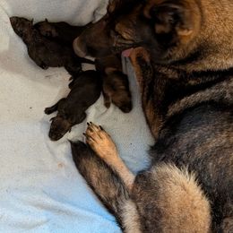 Boy 1 - Sable male German Shepherd puppy in Springtown, Texas from Odom's German Shepherds