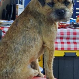 Border Terriers from Lake Effect Border Terriers