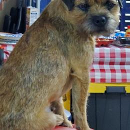 Border Terriers from Lake Effect Border Terriers