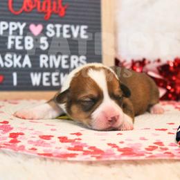 Susitna - Red and white female American Corgi puppy in Sedro Woolley, Washington from Patriot Corgis