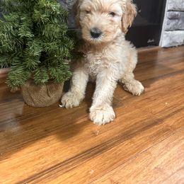 Nola - Cream female Goldendoodle puppy in Louisburg, North Carolina from Lakes Golden Doodles