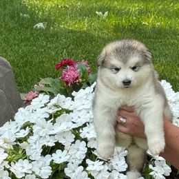 Girl 7 - Gray and white female Alaskan Malamute puppy in Ramsey, Minnesota from Windchaser Kennels