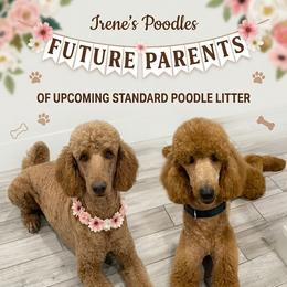 Poodle puppies from Irene's Poodles