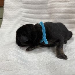 Blue - Bi-color male German Shepherd puppy in Gainesville, Georgia from Vom Haus Schair-Finest Working line German Shepherd Puppies